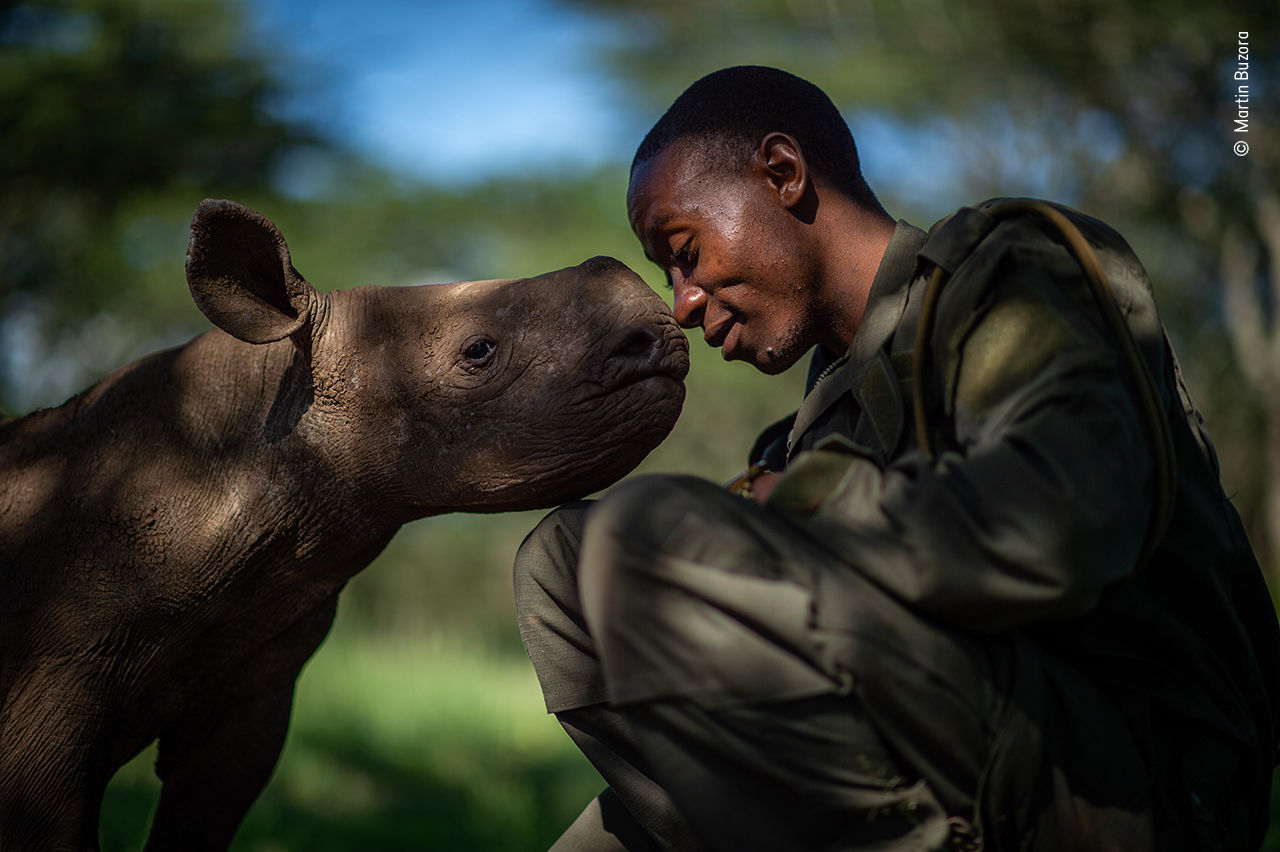 Rhino in Kenya